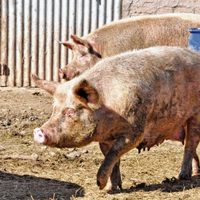 Alerta del Senasa a la población de Neuquén: avanza la triquinosis