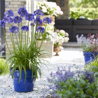 El truco de los viveros para reproducir y propagar los agapanthus