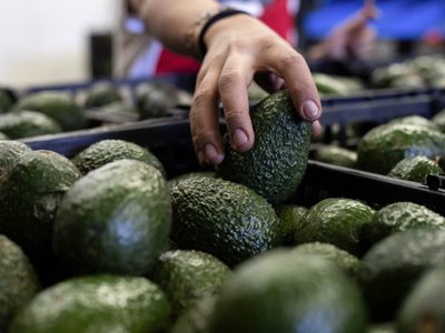 EU deja inspecciones de aguacates en manos del gobierno de México
