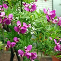 La planta de pocos cuidados, fácil de cultivar y que regala las flores más hermosas durante todo el verano