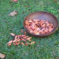 Piñón de araucaria, alimento ancestral y gourmet