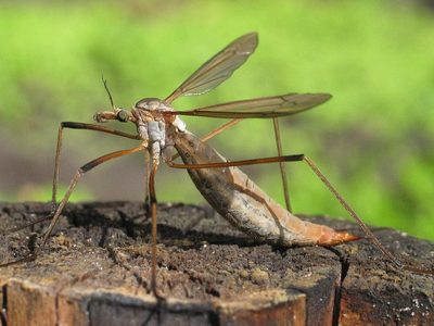 No los mates: los insectos que horrorizan a muchos, pero que son un verdadero tesoro para el jardín