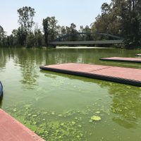 Cuemanco: cuando entrenar da asco