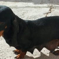 Fiscalía y Zoonosis intervinieron un criadero clandestino de perros salchicha