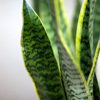 Hermosas y fáciles de cuidar: las plantas que debés poner en la entrada de casa si querés ahuyentar las malas energías
