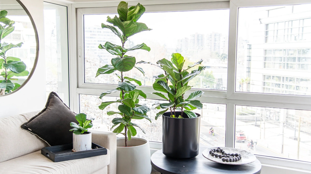 Plantas. Fuente: (Plantme.cl)