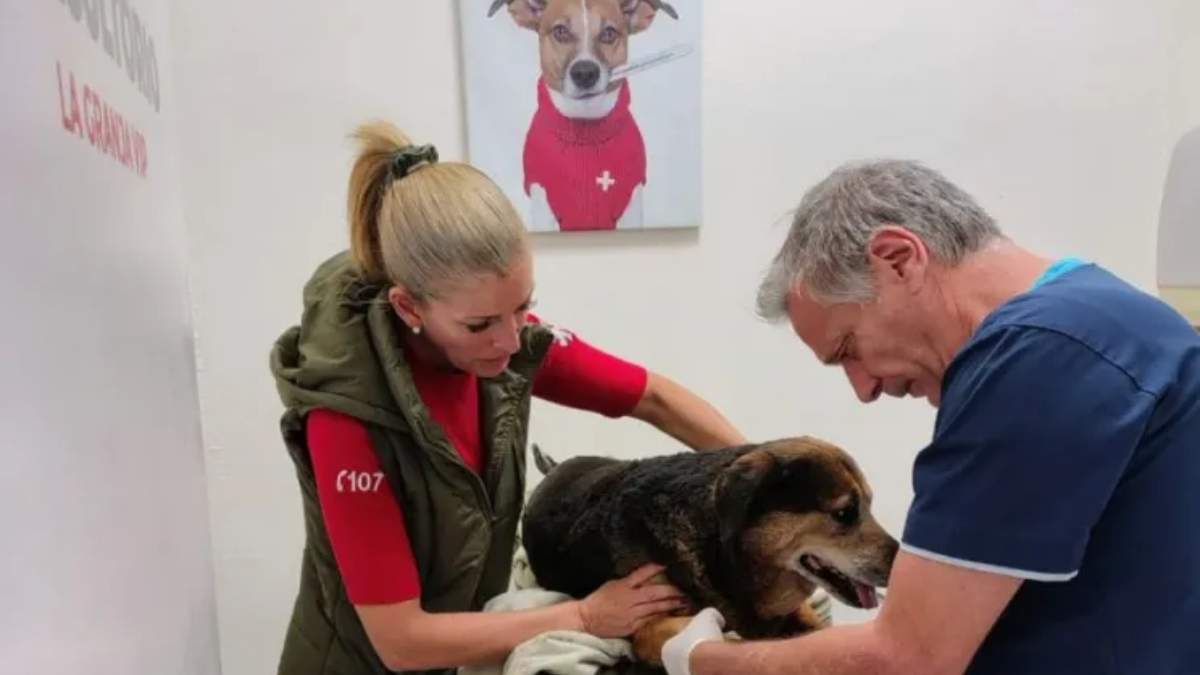 La responsable del SIEN Luciana Ortiz Luna y el veterinario Sergio Gómez atienden a la perra Moni. Fuente: (Noticias NQN)