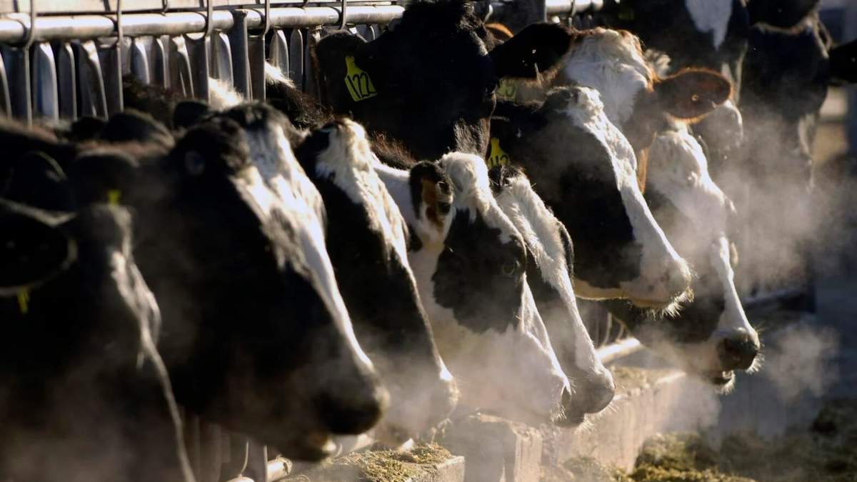 Vacas lecheras holstein se alimentan a través de una reja en una granja lechera en Idaho el 11 de marzo de 2009