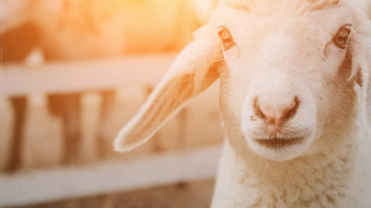 Animales. Fuente: (Twitter)