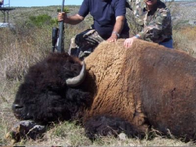 Semarnat investiga imágenes sobre presunta caza de bisontes en Coahuila