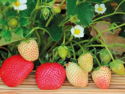 Lo que ocultan los jardineros: el truco para cultivar plantas de frutilla gratis y muy fácil