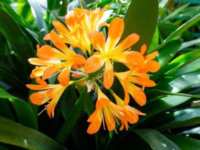 La planta que da espectaculares y llamativas flores, que es ideal para el jardín y que necesita pocos cuidados