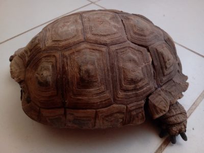 Piden no llevar tortugas terrestres a los hogares