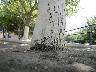 No hagas esto con tus árboles y arbustos si no querés frenar su crecimiento y estropear su salud