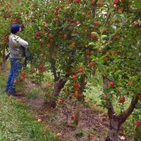 Neuquén busca en el desarrollo de la agricultura un complemento para Vaca Muerta