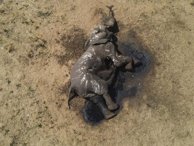 En parque de Zimbabue mueren al menos 100 elefantes por sequía agudizada por el cambio climático