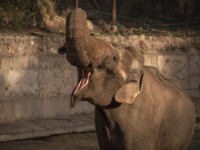 Murió el elefante que un circo abandonó en Mendoza