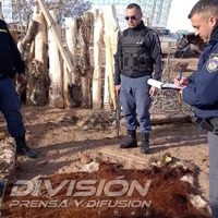 Grave denuncia por faena clandestina y mercado negro de carnes en Neuquén
