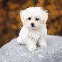 Cinco razas de perros que "detectan el estrés"