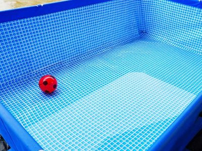 Si el agua de tu pileta se pone verde, aplicá este truco viral que todos están probando y que no falla