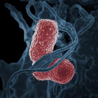 Trece niños mueren por brote de la bacteria Klebsiella oxytoca en Edomex