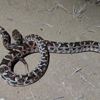 Alerta en Cutral Co por el hallazgo de una serpiente yarará en un patio