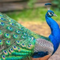 Curiosidades acerca de los pavos reales, los pájaros más elegantes y vistosos