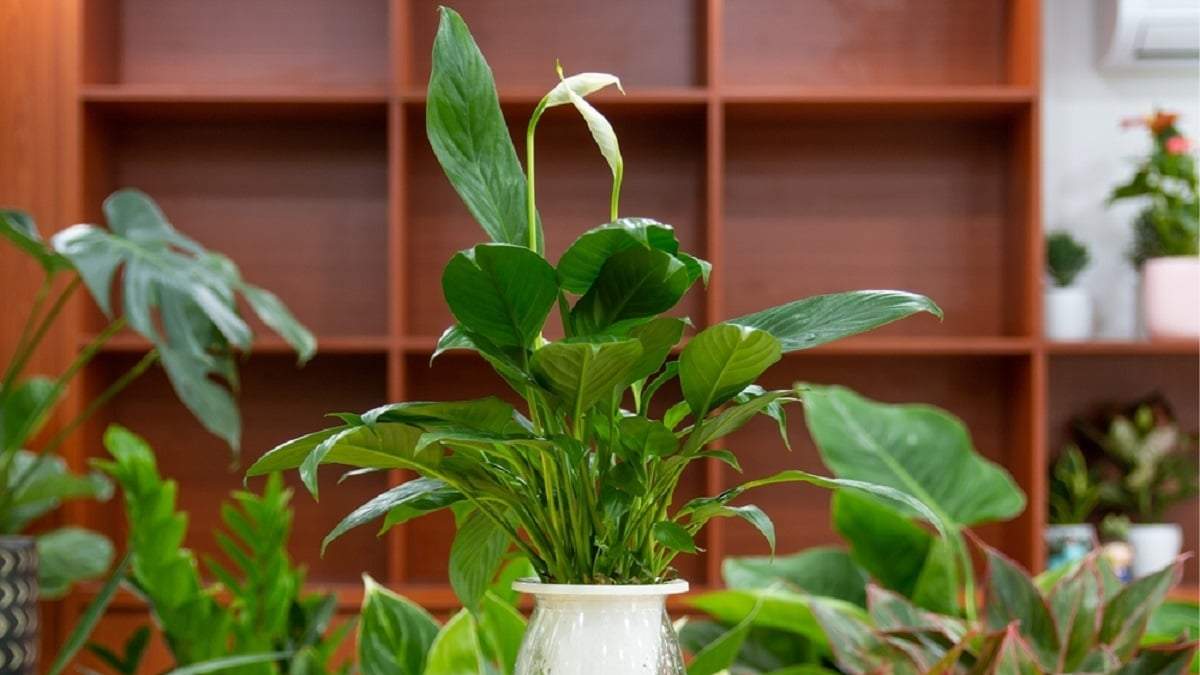 Lirio de Paz, una planta ornamental que te ayuda a dormir mejor. Fuente: (X)