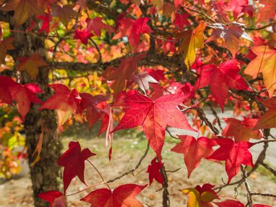 El árbol que se enciende en color rojo una vez al año y es perfecto para jardines o veredas