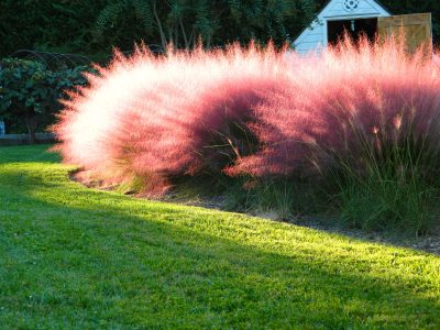 La planta estrella del otoño que tiñe de color rosado tu jardín y que requiere pocos cuidados