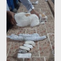 Usan a un gato para introducir droga en una prisión