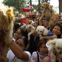 Actualizan la “Ley Maple” con registro obligatorio de mascotas, pensiones y paseadores