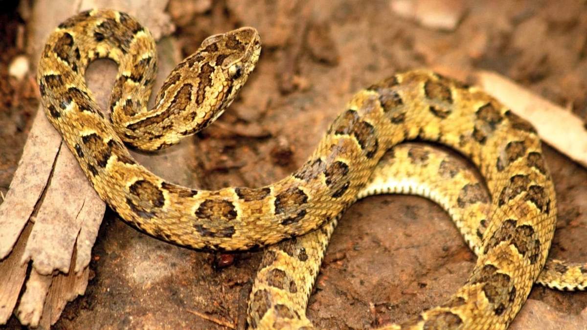 Un hombre murió en Cipolletti tras la mordida de una serpiente yarará