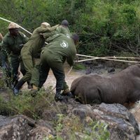 Kenia inicia la titánica misión de reubicar a 21 rinocerontes