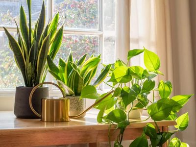 Ideal verano: las 5 plantas de interior que absorben el calor y que son de fácil cuidado
