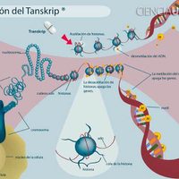 Medicamento de la UNAM cura del cáncer cutáneo