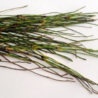 La planta que es un tesoro si la tenés en tu jardín porque produce colágeno de forma natural