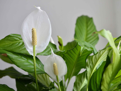 Las plantas que todas las abuelas tenían en casa: resistentes, lindas y siempre de moda