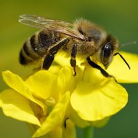 Curiosidades de las abejas, las trabajadoras incansables y pilares fundamentales para la vida en el planeta