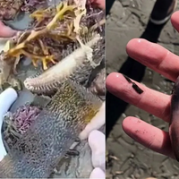 Pez pene: aparecieron miles de ejemplares en las costas de Chubut