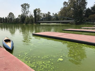 Cuemanco: cuando entrenar da asco