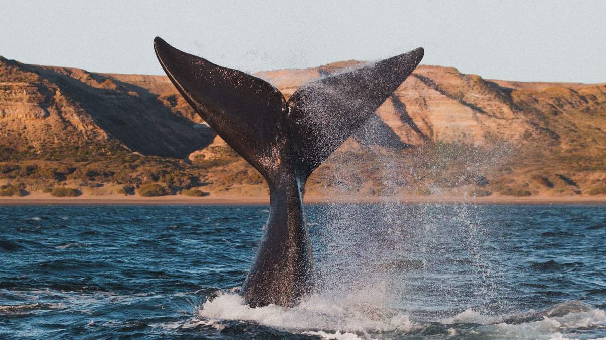 Ballena Franca Austral. Fuente: (Twitter)