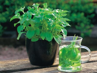 Lo aguanta todo y es fácil de cuidar: la planta que seguro tenés en tu jardín y esconde muchos beneficios para tu salud