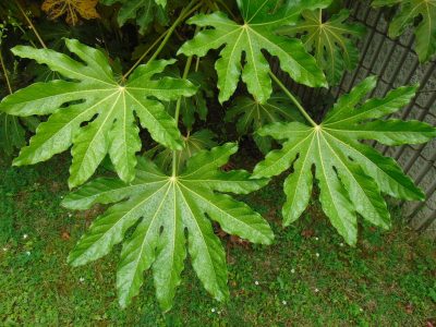 Pocos la conocen: la hermosa planta que nunca te abandona, necesita pocos cuidados y es tendencia en decoración