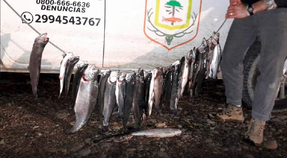 Los inspectores incautaron 33 piezas de salmónidos y secuestraron los elementos de pesca. Fuente: (Gobierno de Neuquén)