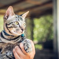 Si tenés un gato que orina donde no debería, prepará este repelente infalible para que ya no lo haga en ese lugar