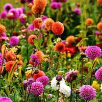 Conocé la planta con flores que es perfecta para el otoño y es muy resistente a las plagas