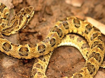 Un hombre murió en Cipolletti tras la mordida de una serpiente yarará
