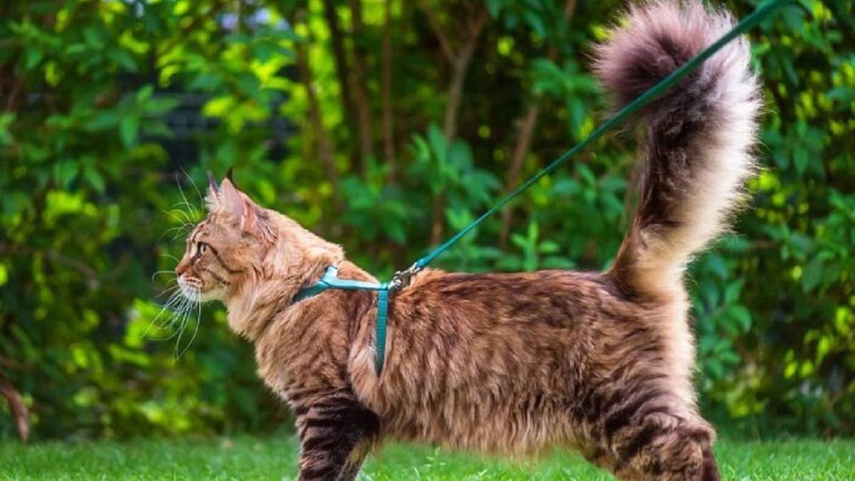 Si tu idea es pasear a tu mascota lo mejor será que la acostumbres desde muy chica.