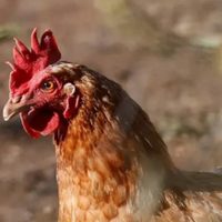 OMS reporta muerte en México del primer caso de gripe aviar H5N2 en el mundo